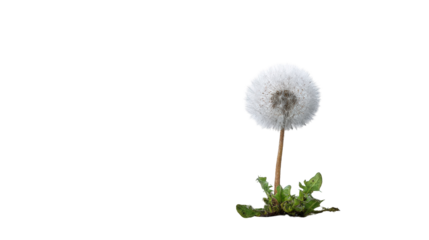 A dandelion seed head against a dark background