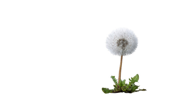 A dandelion seed head against a dark background - Powered by Adobe