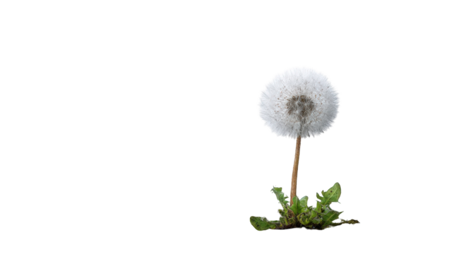 A dandelion seed head against a dark background