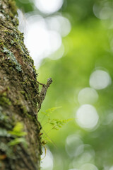Flying lizard ,Flying dragon with green moss on tree