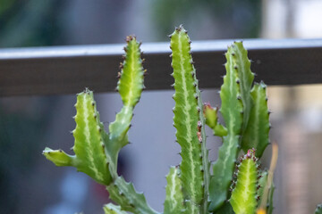 Close-up of a group of vibrant green cacti with sharp spikes, thriving in a home garden with a soft, blurred background.