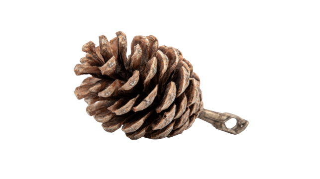 Close-up of a pine cone