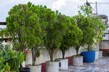 Close-up of Oriental thuja (Platycladus orientalis) trees thriving in old plastic tubs on a rooftop garden. Perfect for concepts like sustainable living, urban gardening, and DIY container planting.