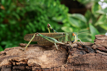 One locust on snag outdoors, closeup. Wild insect