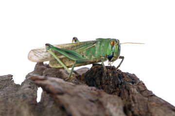 One locust on snag against white background. Wild insect