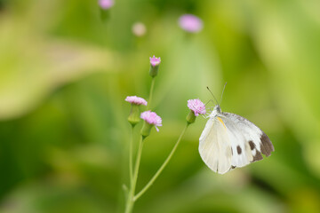 butterfly on a flower in the forest