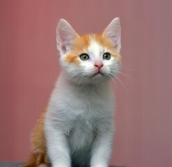 Obraz premium a cute ginger and white kitten sitting and lying on a soft surface against a pink wall. 