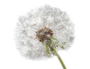 Close-up of a dandelion seed head (34)