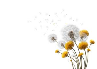 Dandelions in the Wind