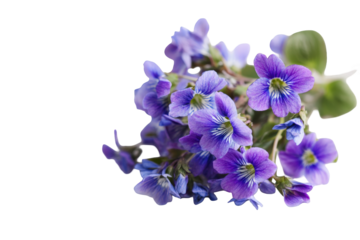 Close-up of a cluster of vibrant purple and blue flowers