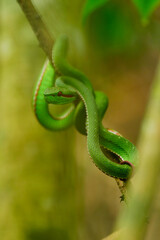 Obraz premium green Trimeresurus popeiorum snack on a branch
