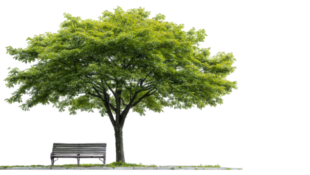 A solitary tree and park bench