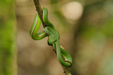 green Trimeresurus popeiorum snack on a branch