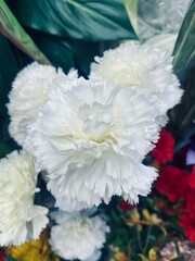 Soft White Carnation Flower Close-Up.
