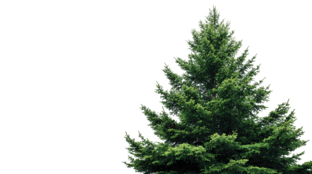 Conifer tree against black