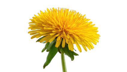 Close-up of a vibrant yellow dandelion