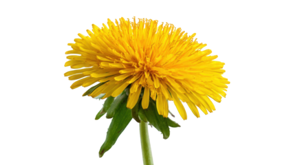 Close-up of a vibrant yellow dandelion