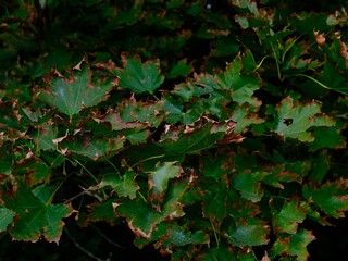Close-up of green maple leaves with brown edges showing early signs of autumn in natural forest environment