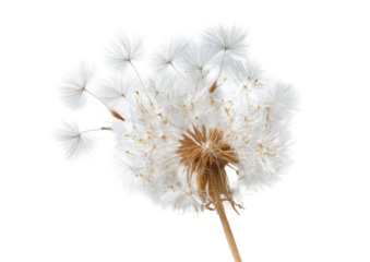 Close-up of a seed head (1)