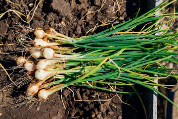 Freshly picked onions with green leaves and a small onion in the garden. Harvesting.