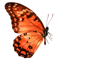 Exquisite Butterfly Beauty: a stunning orange butterfly showcases its intricate patterns, bringing forth the vibrant colors and detailed design.
