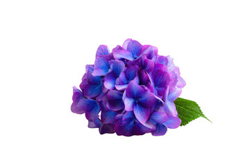 Obraz premium Close-up of a vibrant purple and blue hydrangea