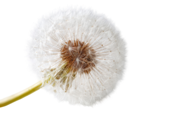 Close-up of a dandelion seed head (42)