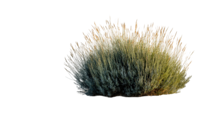 Fluffy, textured cluster of botanical elements
