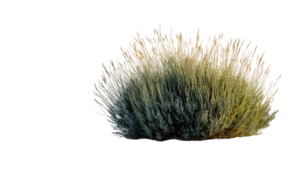 Fluffy, textured cluster of botanical elements