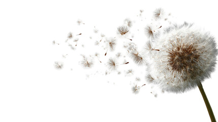 Dandelion seed head dispersing (4)