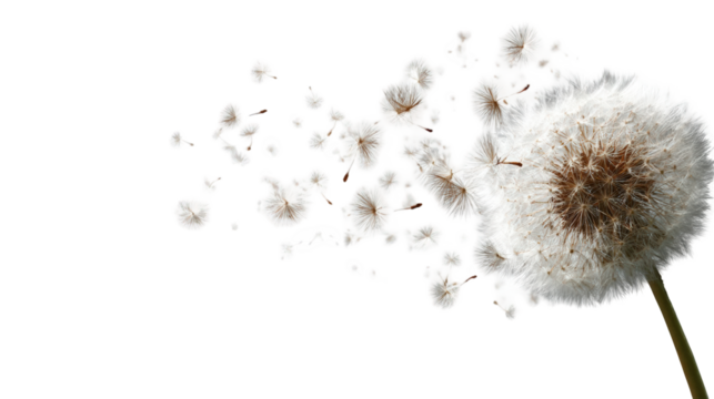 Dandelion seed head dispersing (4)