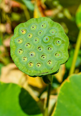Shot of lotus flower