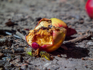 Wasp Next to a Fallen Apple.