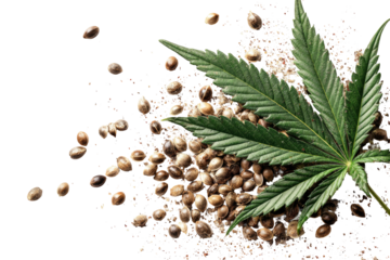 Hemp seeds and leaf on dark background