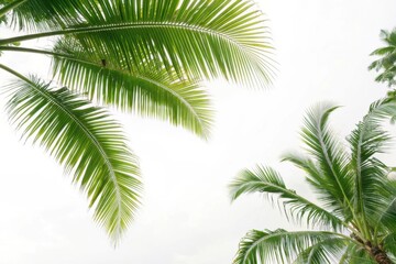Fototapeta premium Vibrant green palm fronds artfully arranged against a bright sky tropical paradise scene