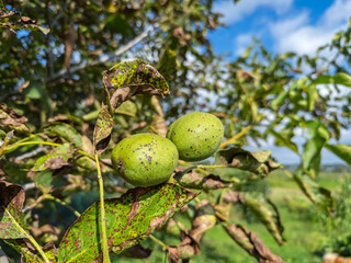 Obraz premium Green unripe walnuts growing on tree branch with autumn leaves against blue sky, natural orchard harvest concept