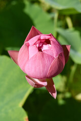 Shot of lotus flower