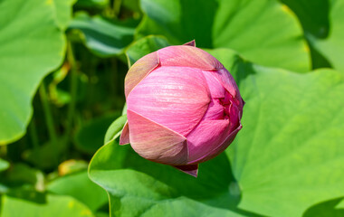 Shot of lotus flower