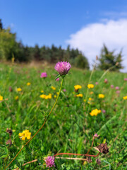 Purple clover flower blooming in natural wildflower meadow with yellow buttercups under blue sky summer day.Red clover blossom standing tall in colorful field of wild flowers against cloudy sky