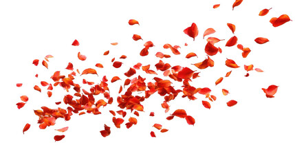 Red rose petals scattered against black background