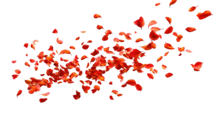 Red rose petals scattered against black background