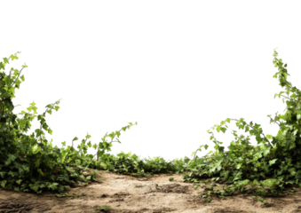 Lush greenery framing a dirt path