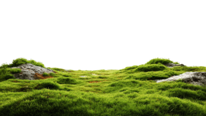 Lush green grassy terrain with rocks