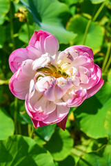 Shot of lotus flower