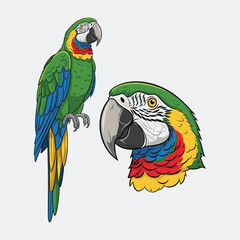 Parrot Illustration Fullbody and Head