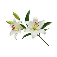 Obraz premium Delicate white lilies bloom gracefully with green stems and buds isolated transparent background
