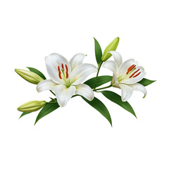 Naklejka premium Elegant white lilies bloom with vibrant green leaves and buds on a dark canvas transparent background