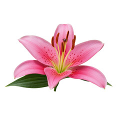 Fototapeta premium Close-up of a delicate pink oriental lily flower with green leaves in full bloom against a . transparent background