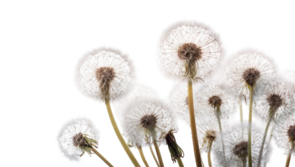 Close-up of delicate dandelion seed heads