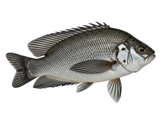 A detailed close-up profile view of a fish, showcasing its intricate scales and fins against a pure black background.